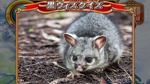 オーストラリアに生息するこの動物は何 モモンガ ネズミ