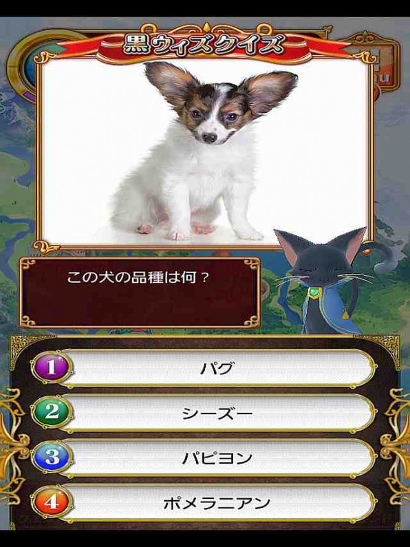 黒ウィズクイズ　この犬の品種は何？【耳が大きい・体が白】出題画像
