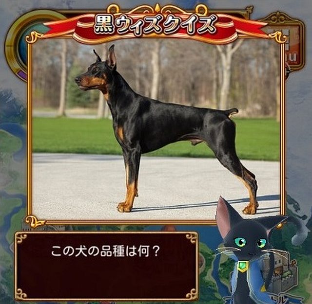 黒ウィズクイズ　この犬の品種は何？【全体が黒・一部茶色】
